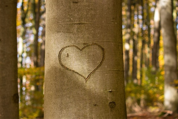 heart in tree valentine's day menu