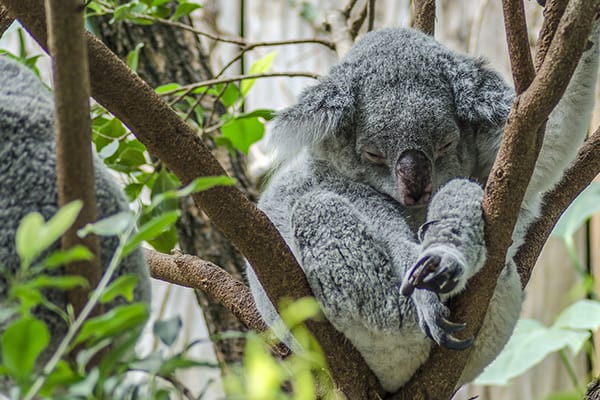 Koala preservation