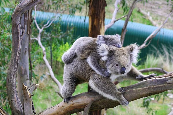 Koala preservation