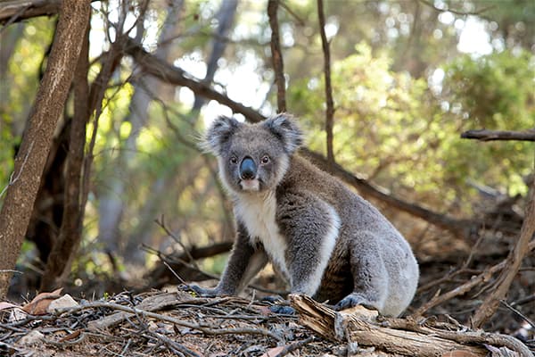 Koala preservation