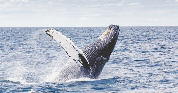 Humpback Whale Port Macquarie