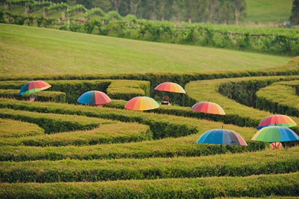 Photo of Bago Vineyard's Maze