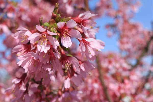 The almond tree has pink flowers and has become a symbol of love