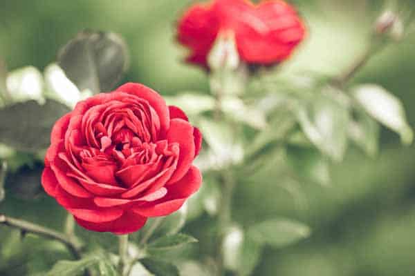 Photo of red roses