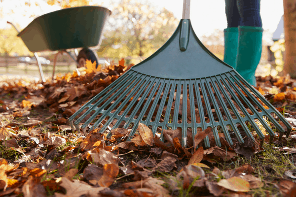 Photo of leaves being raked