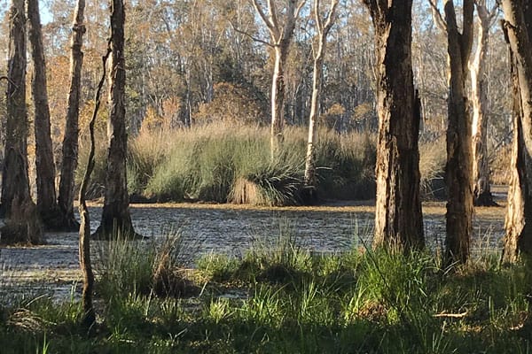 Photo of Lake Innes Nature Reserve