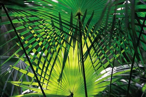 Photo of Palm Frond