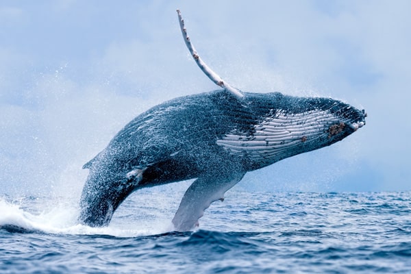 Photo of Humpback Whale breaching while whale watching