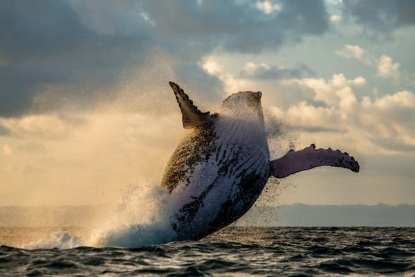 Photo of a whale breaching