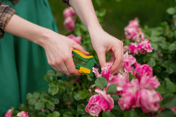 Photo of pruning in your spring garden