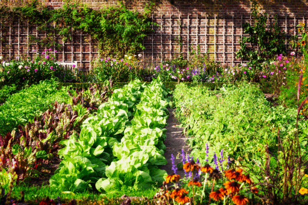 Photo of vegetable garden