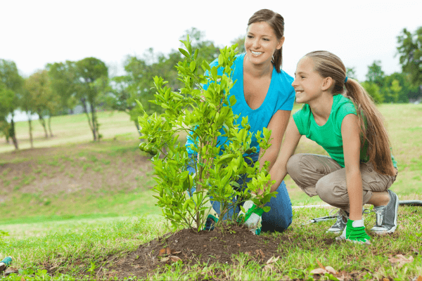 Plant a tree for National Tree Day - The Westport Club