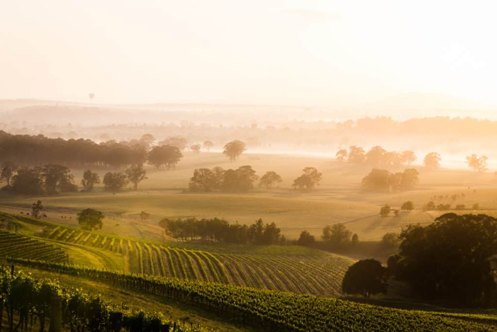 A sunrise over vineyards, with a balloon floating in the background.