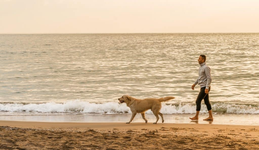 Dog beach