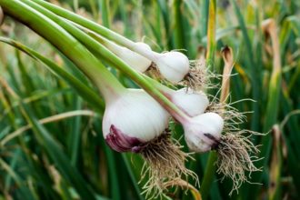 winter warmers garlic