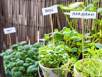 herb garden winter hobbies