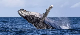 whale watching port macquarie