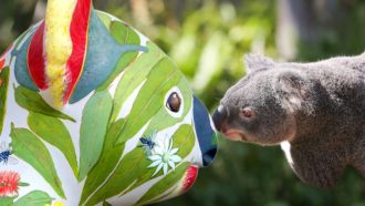 hello koala trail