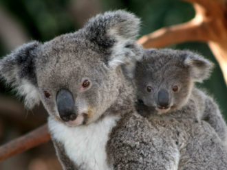 koala hospital